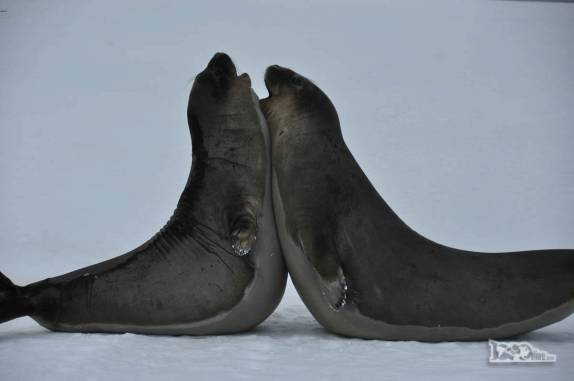 Filhotes de elefantes marinhos brincam de brigar em Turret Point, em King George Island, na Antártida
